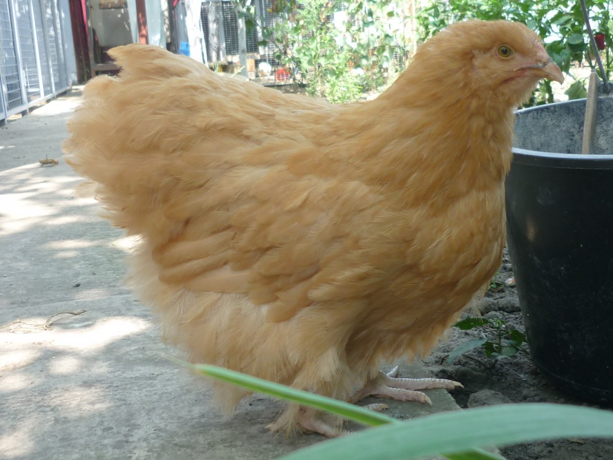 Утка Орпингтон