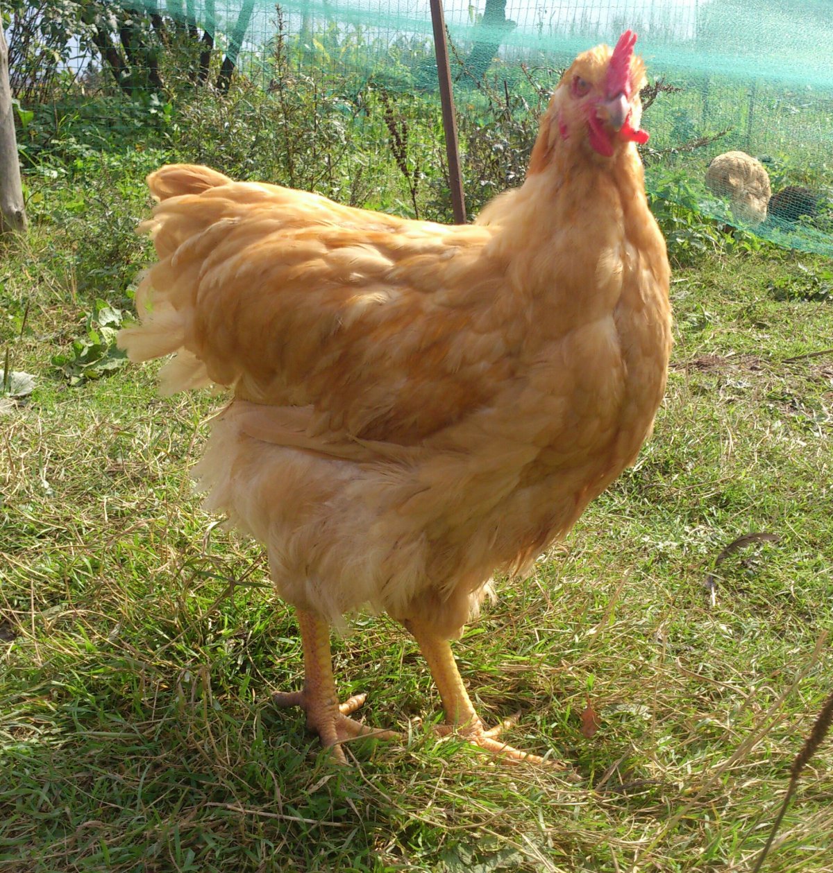 Куры породы Лонг