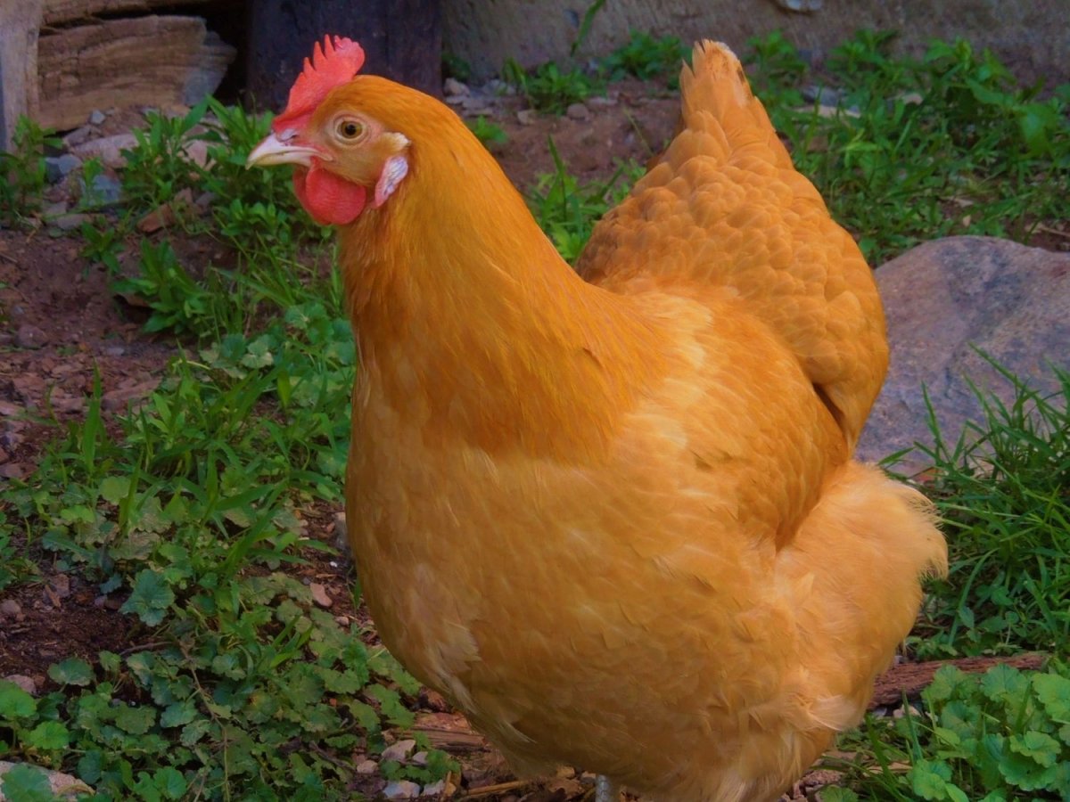 Орпингтон золотисто окаймленный