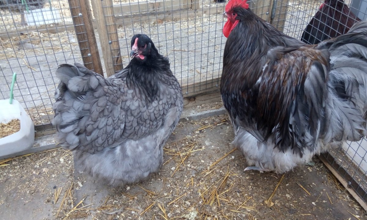 Заводчик кур породы Орпингтон в Краснодарском крае