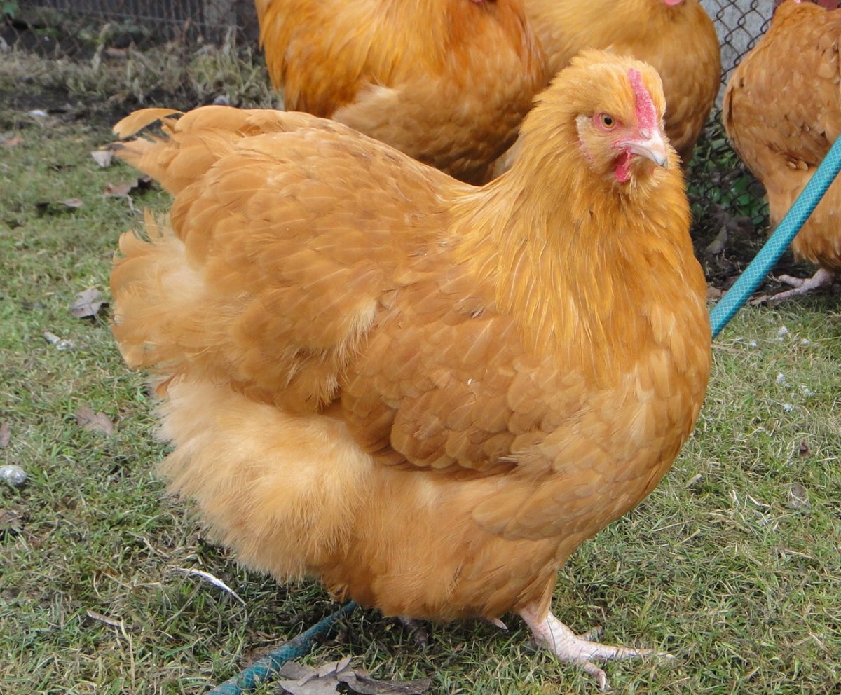 Куры шершетки курчавые