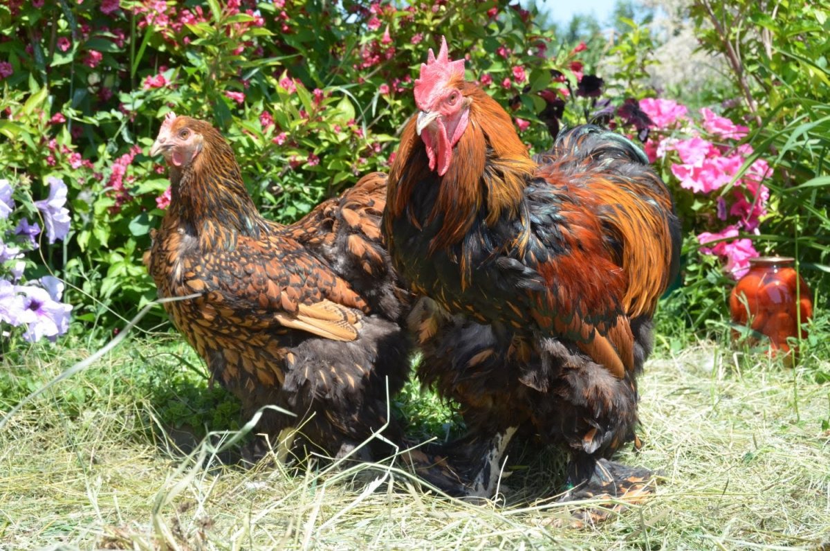 Орпингтоны куры