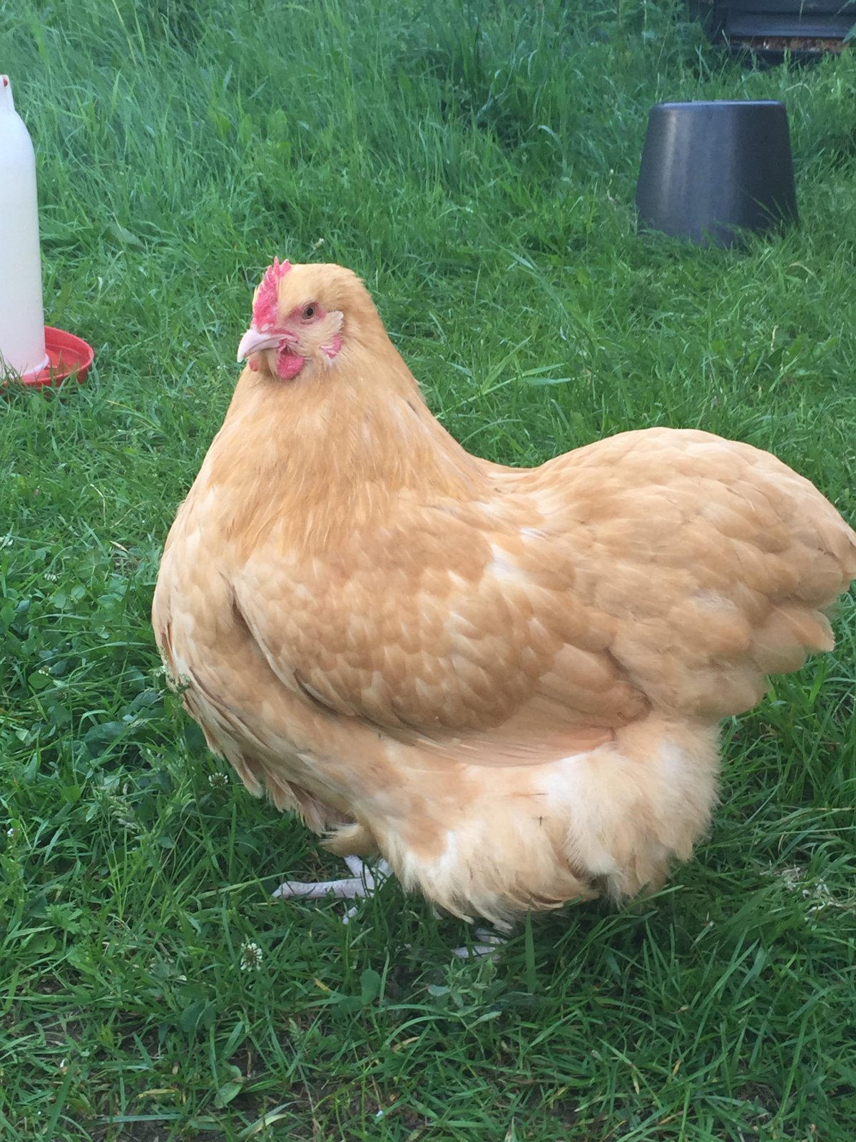 Орпингтон золотистый