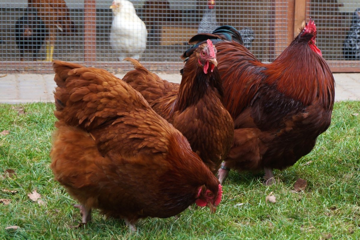 Орпингтон золотистый черноокаймленный