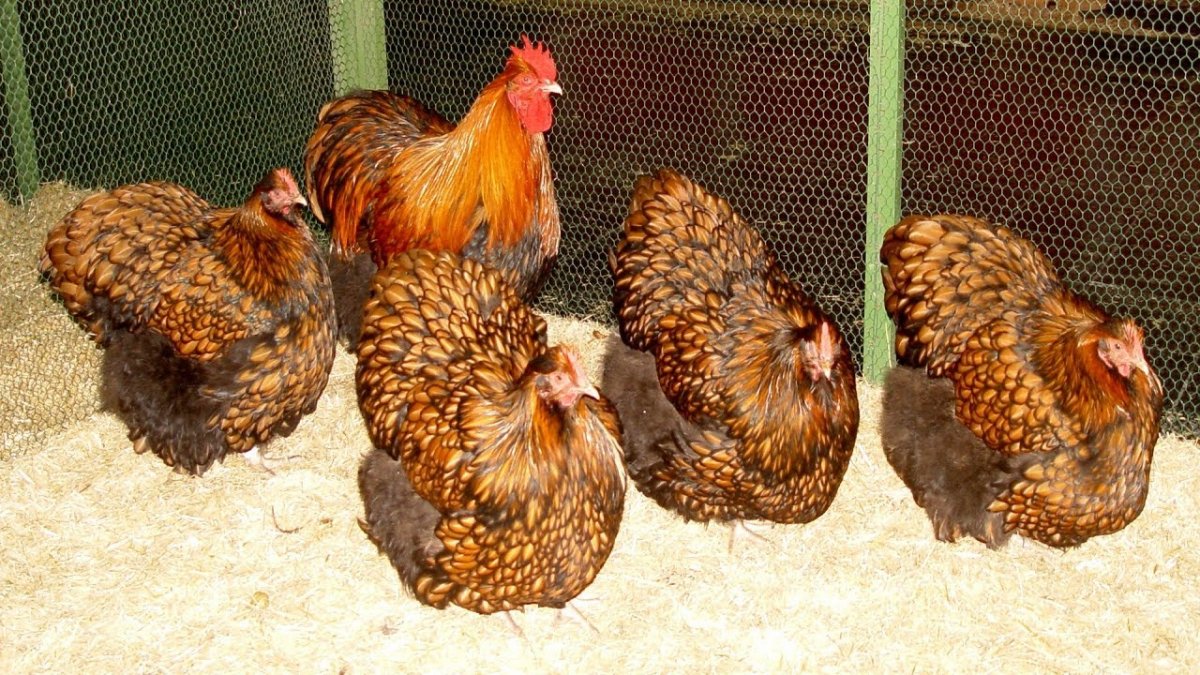 Орпингтон наседка