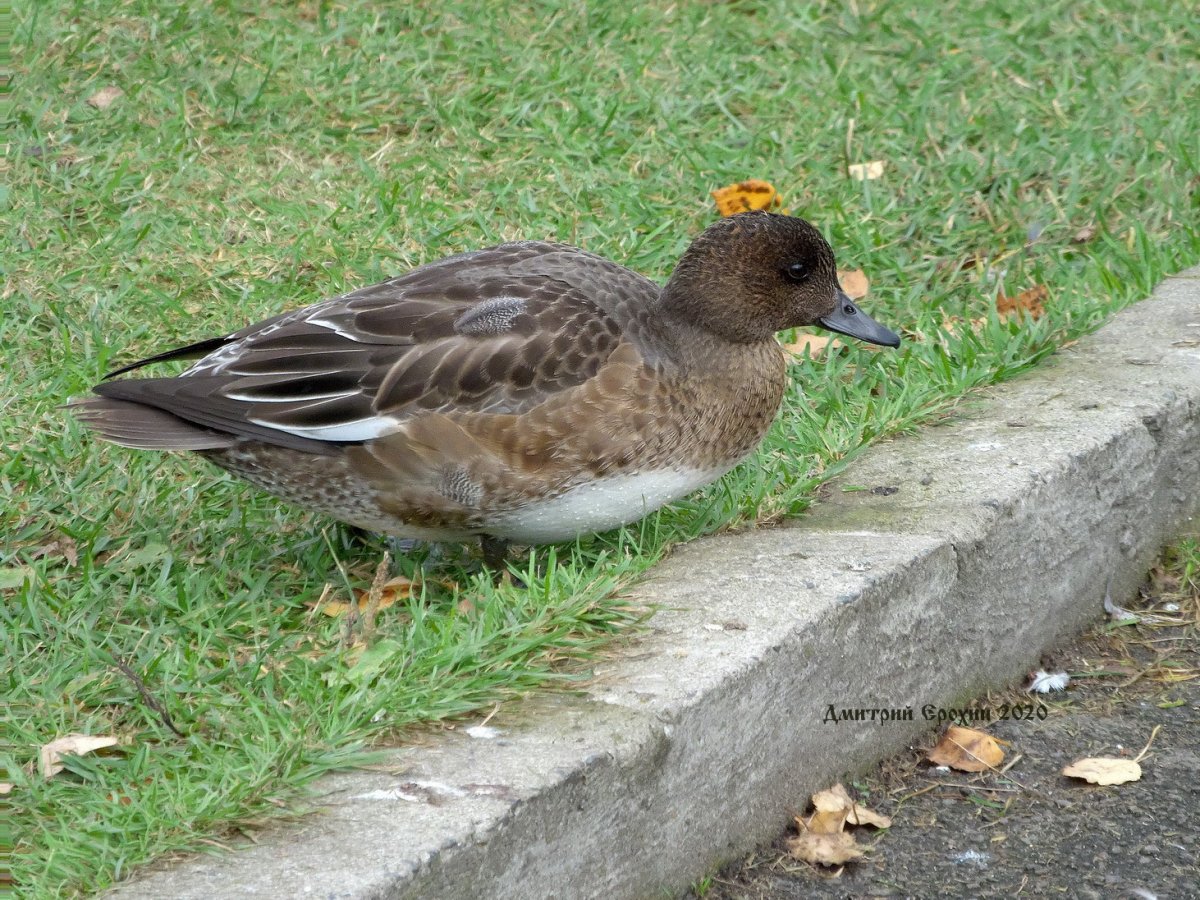 Свиязь утка