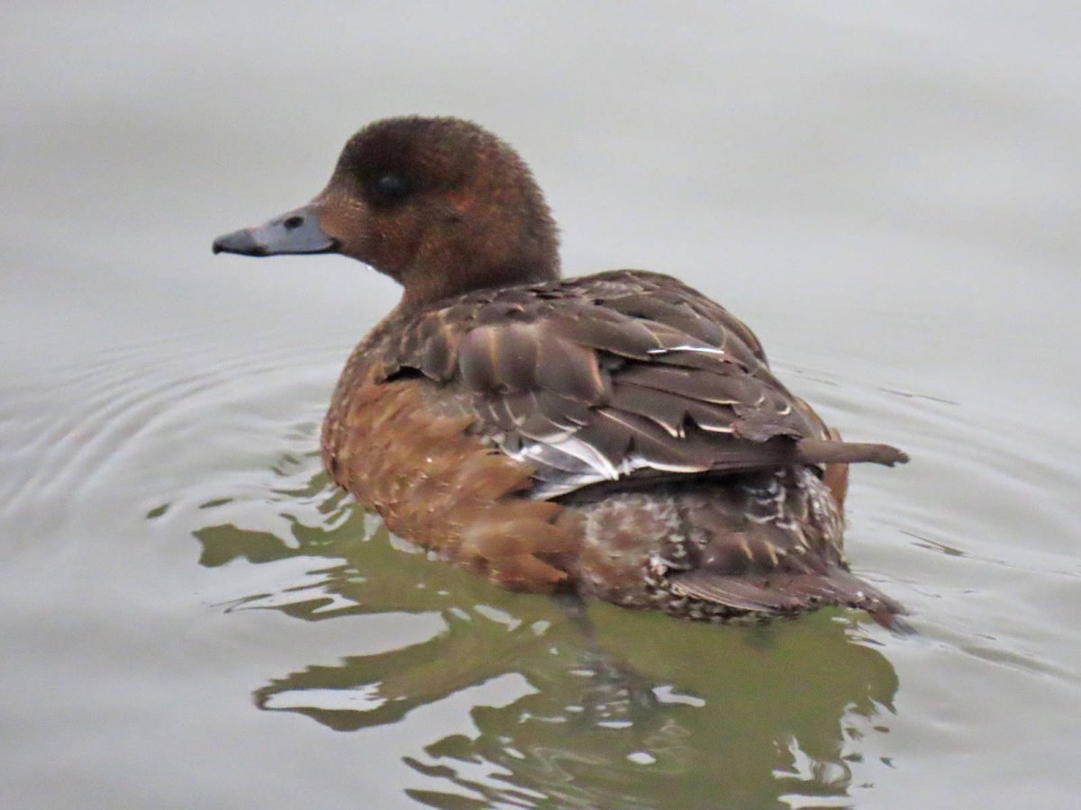 Чернети, свиязь,