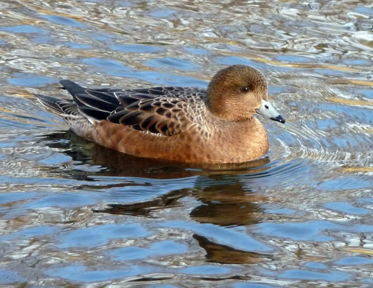 Свиязь самка