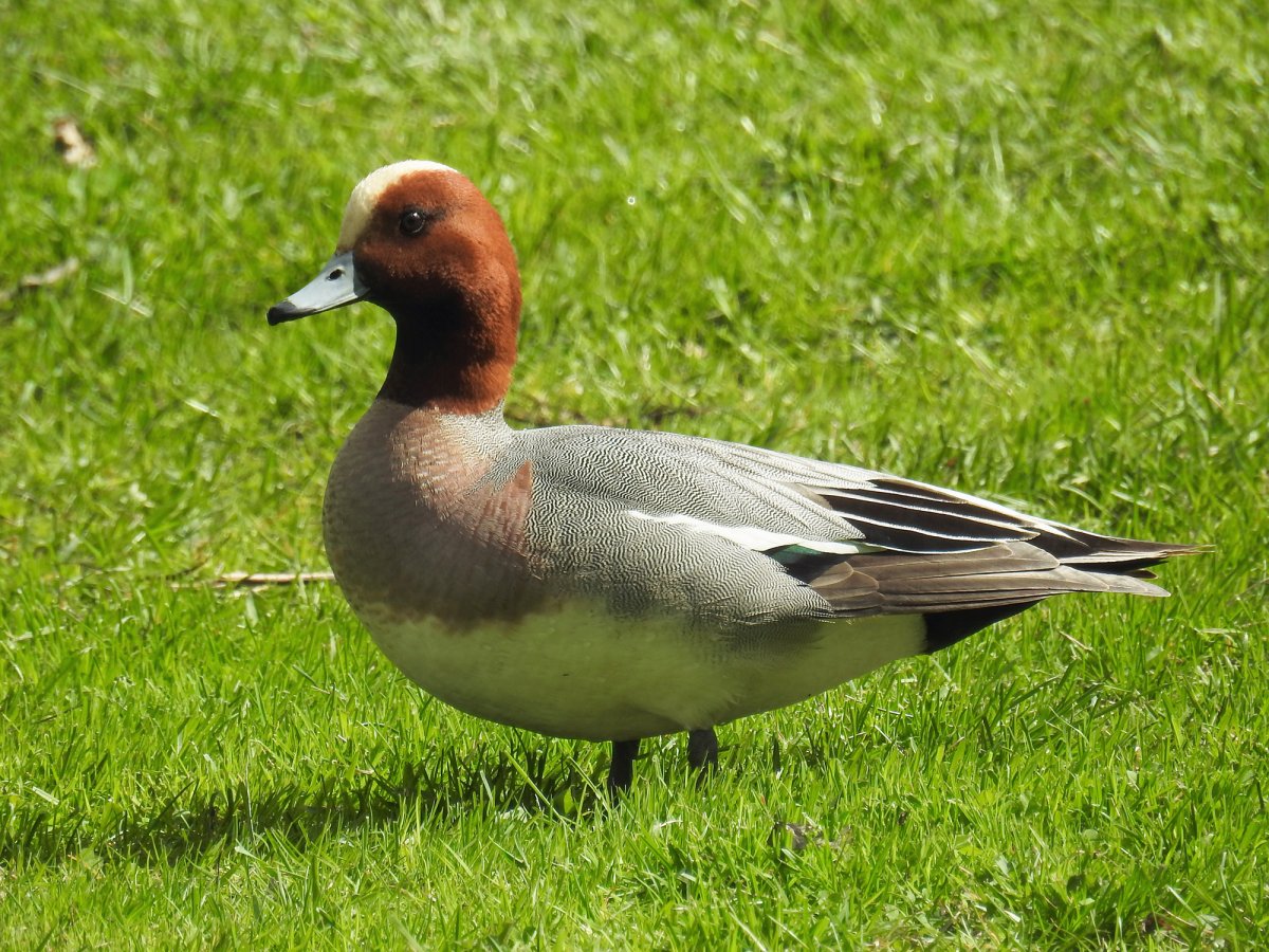 Свиязь утка