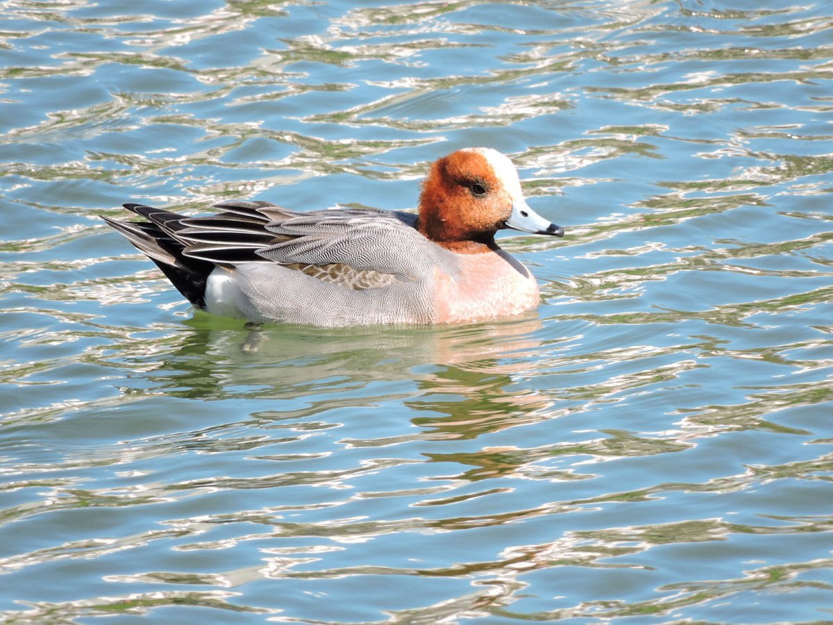 Птичка с желтым клювом