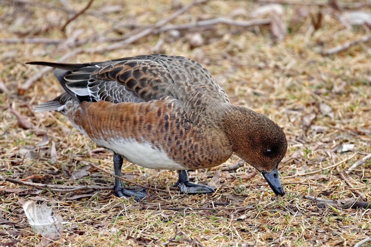 Свиязь утка голос