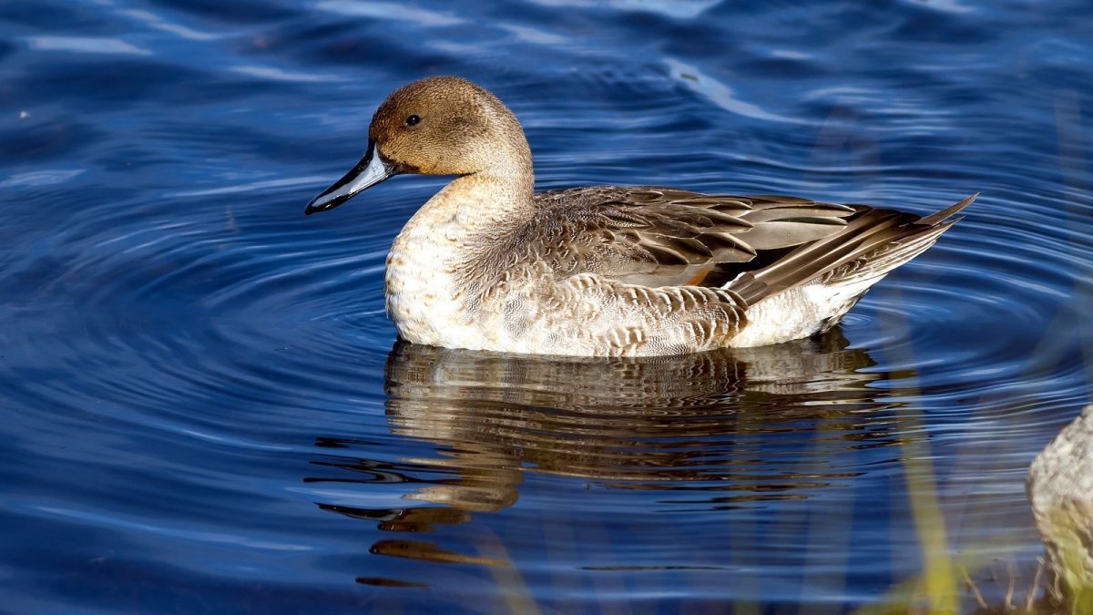 Белощёкая шилохвость
