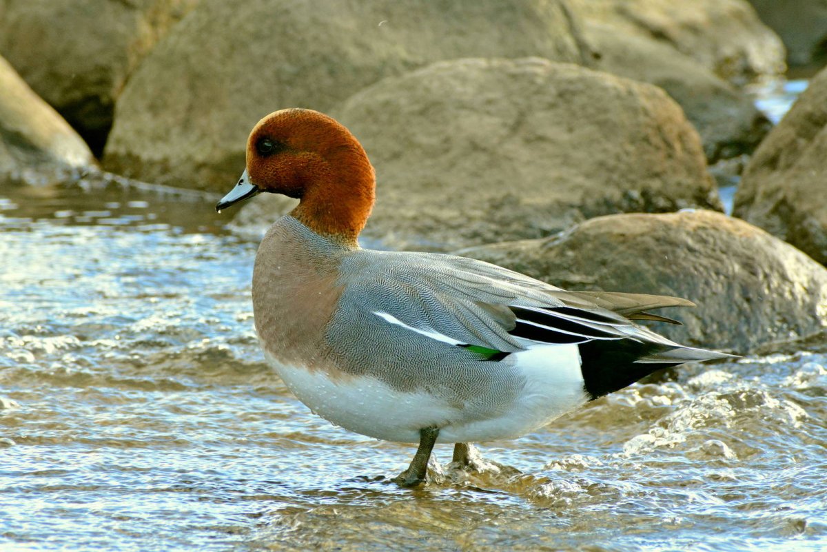 Свиязь европейская