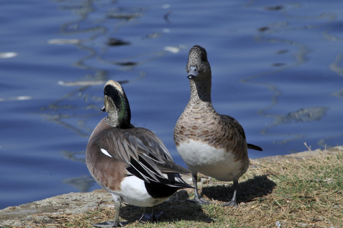 Свиязь черная утка селезень