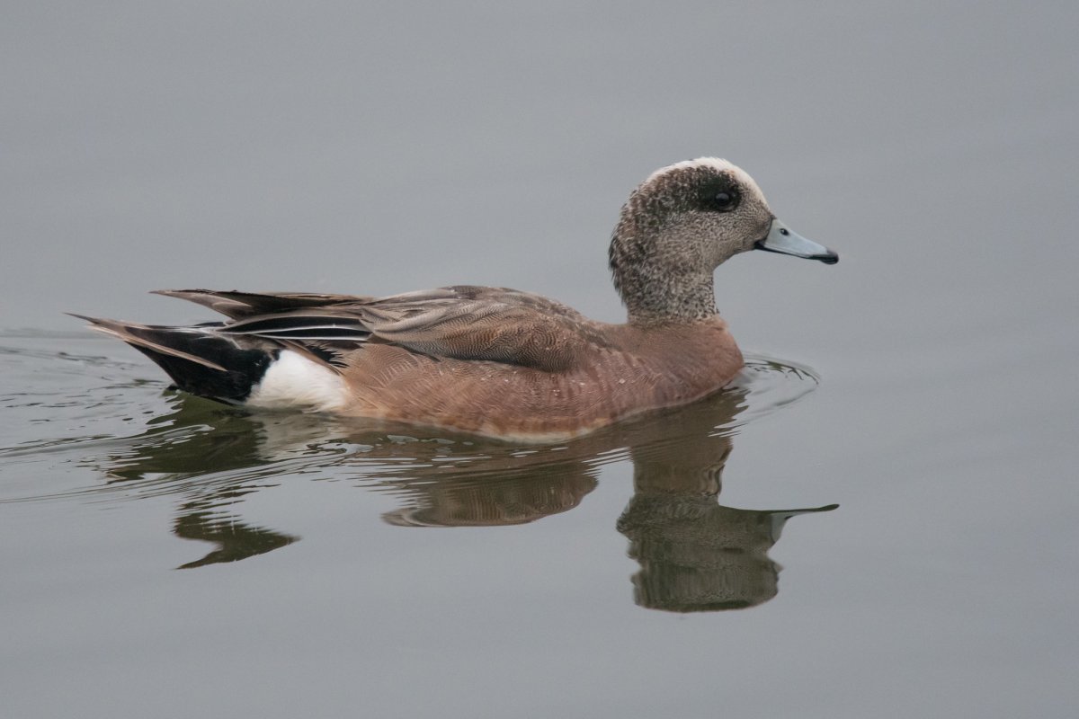 Американская свиязь утка
