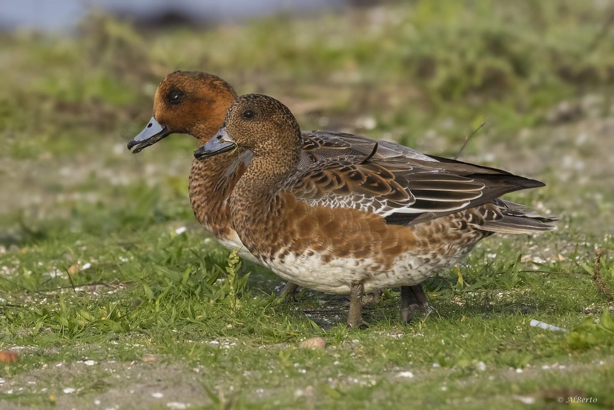 Утка свиязь самка