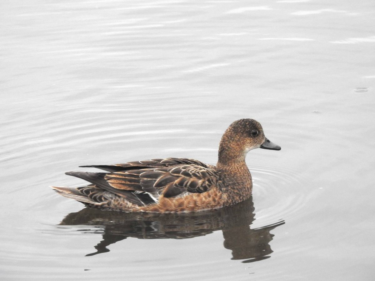 Свиязь фото