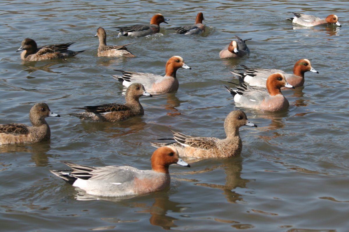 Свиязь утка осенью