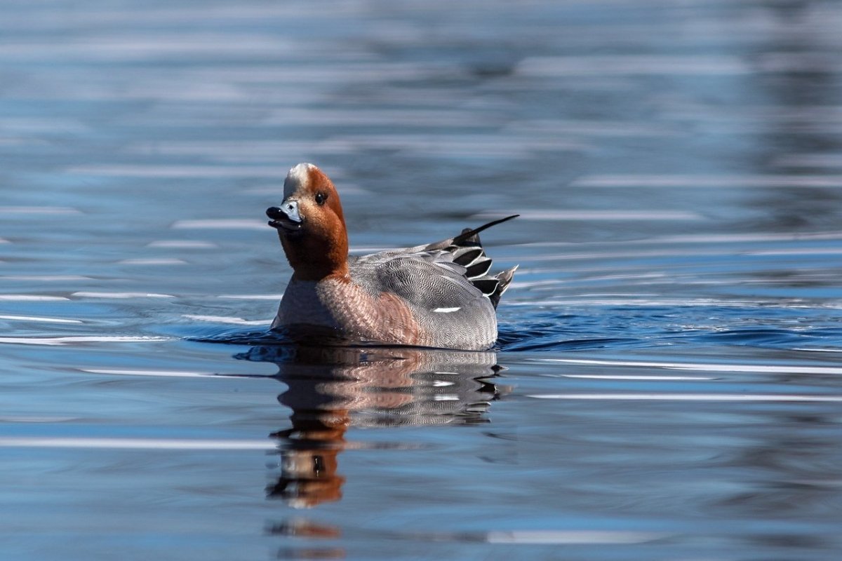 Сибирский свиязь