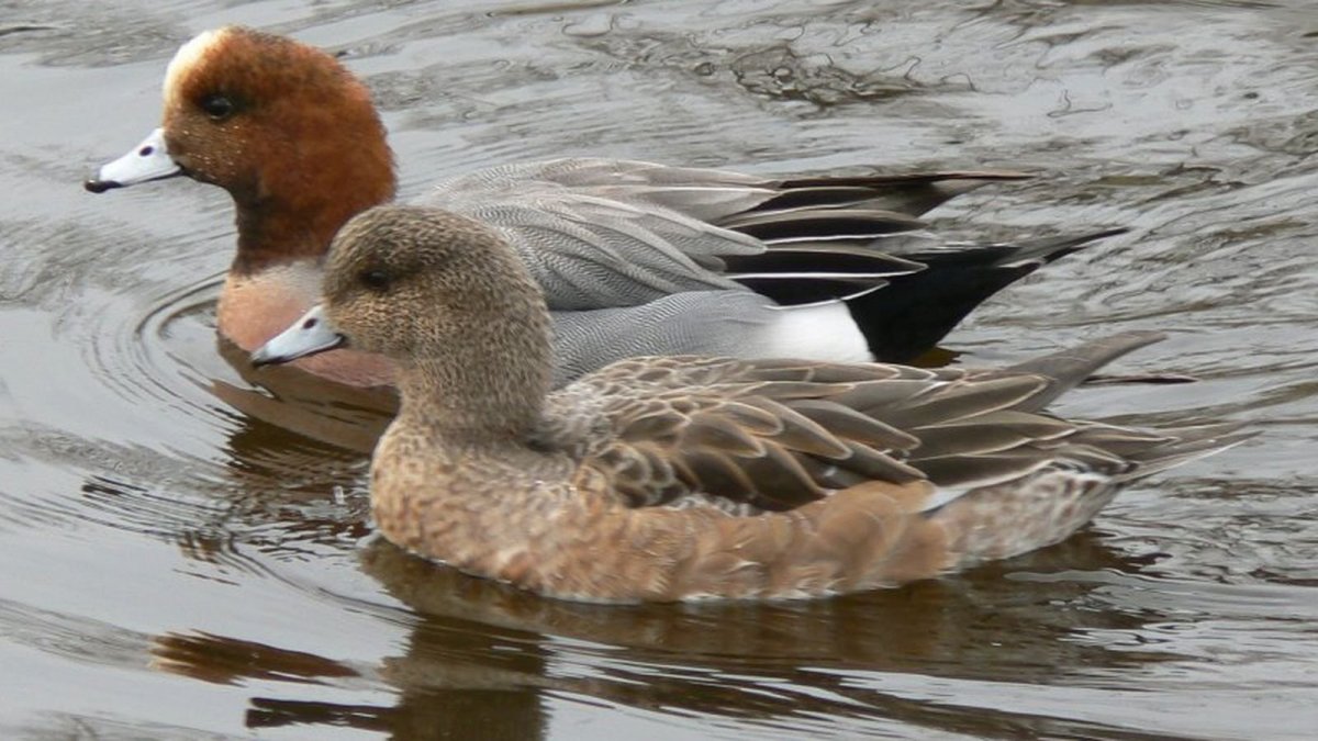 European Wigeon ghg