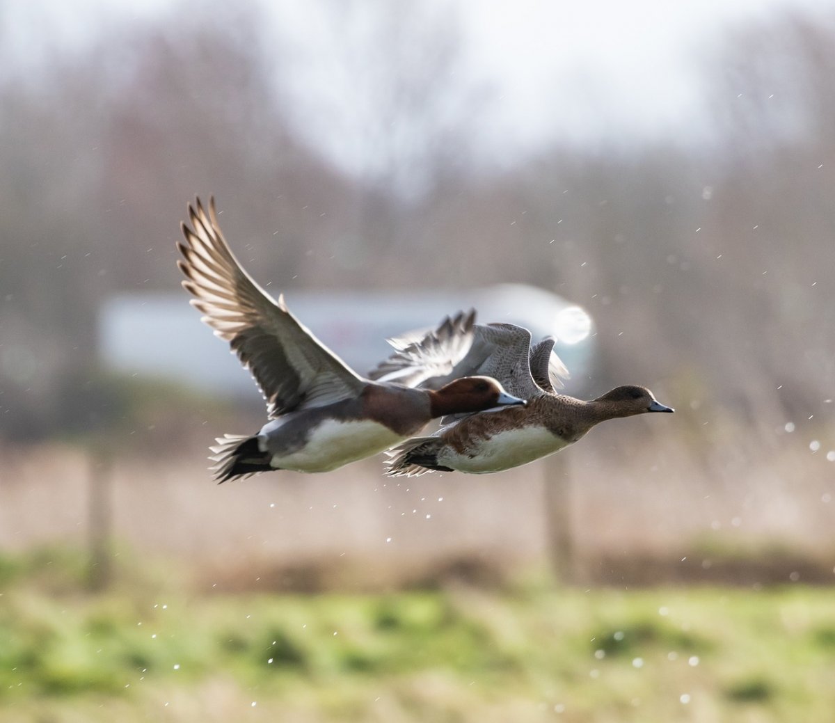 Свиязь обыкновенная