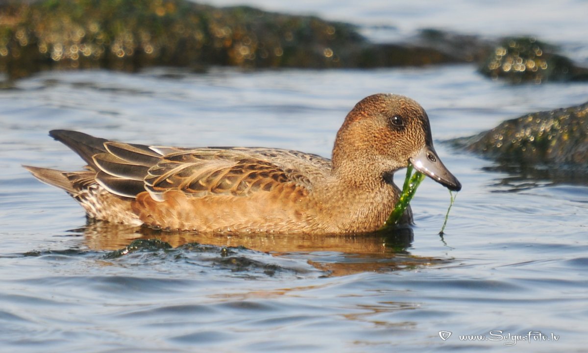 Свиязь (Mareca Penelope)
