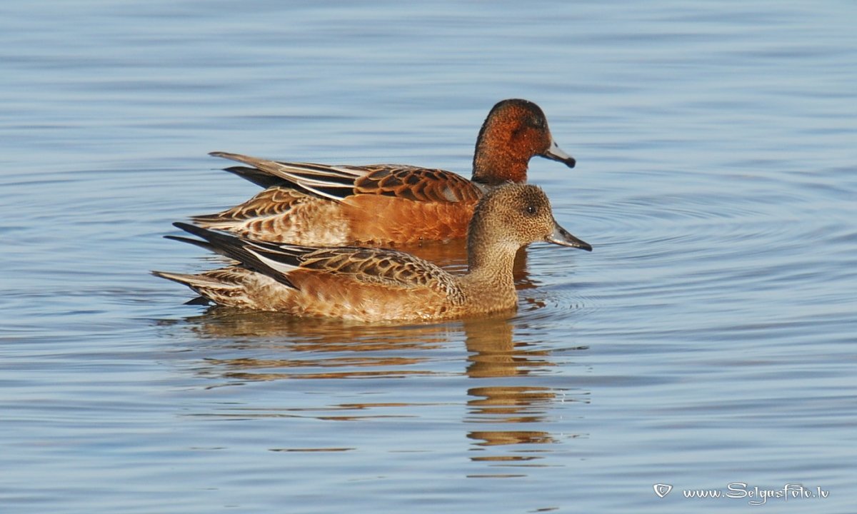 Свиязь охота