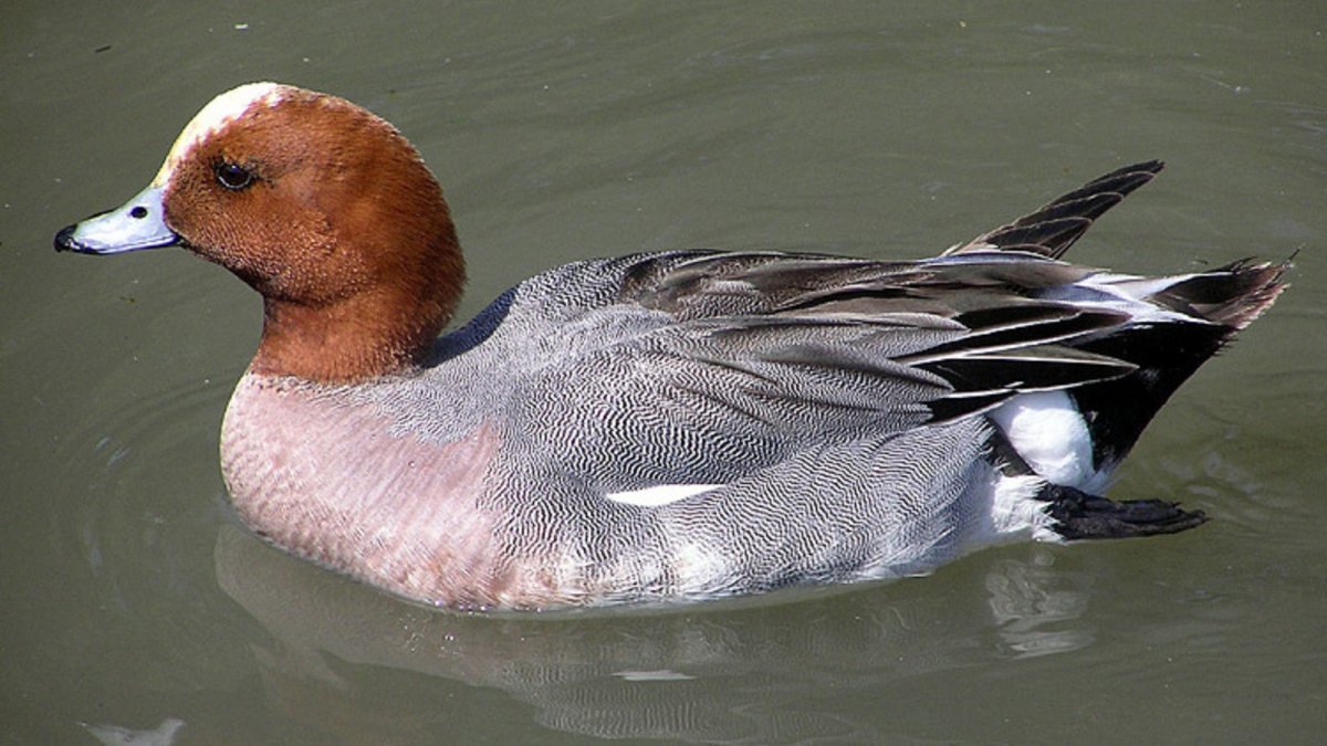 Американская свиязь утка