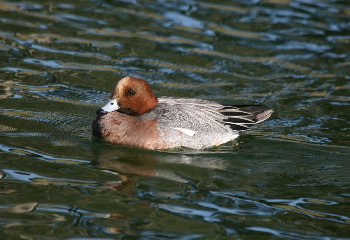 Американская свиязь утка