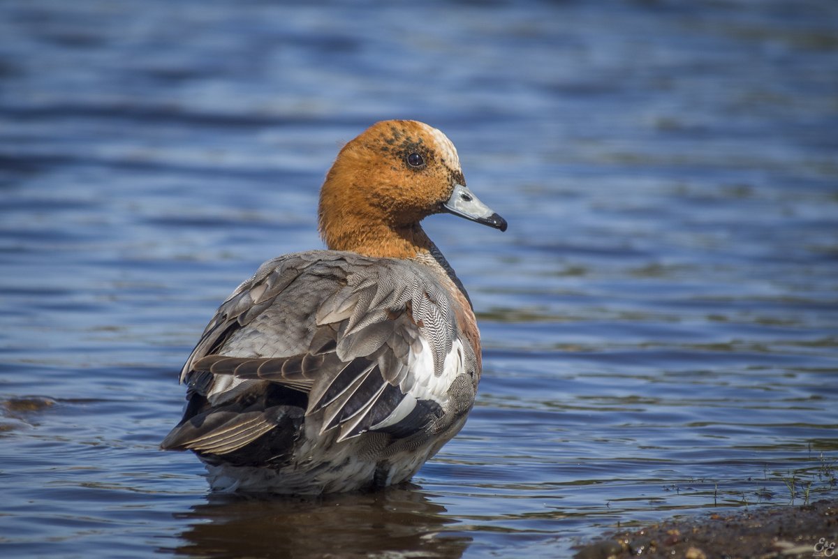 Свиязь обыкновенная