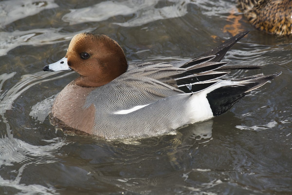 Гибрид кряквы и свиязи