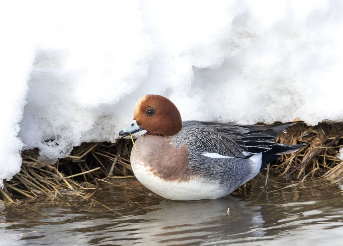 Свиязь на воде