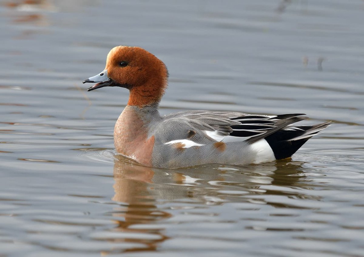 Утка свиязь самка