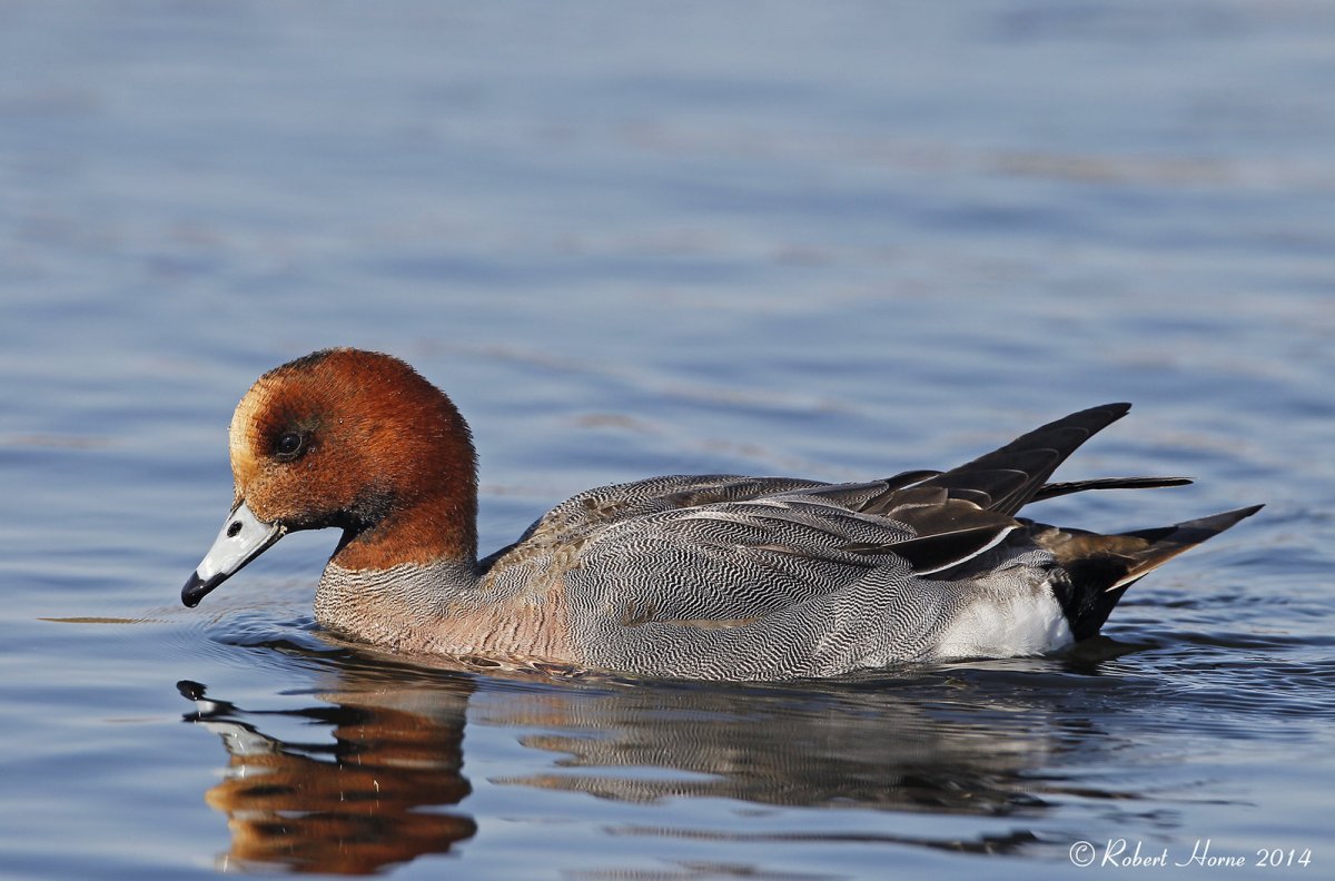 Свиязь обыкновенная
