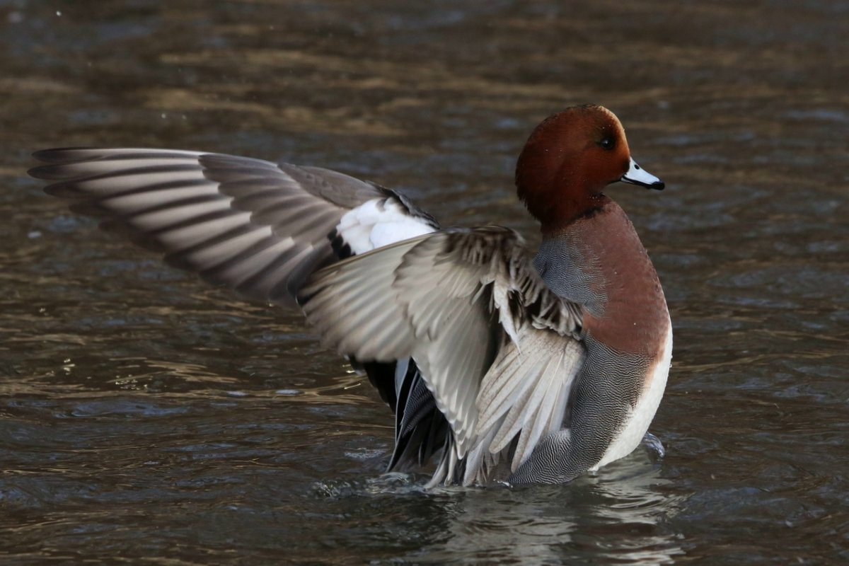 Серая свиязь