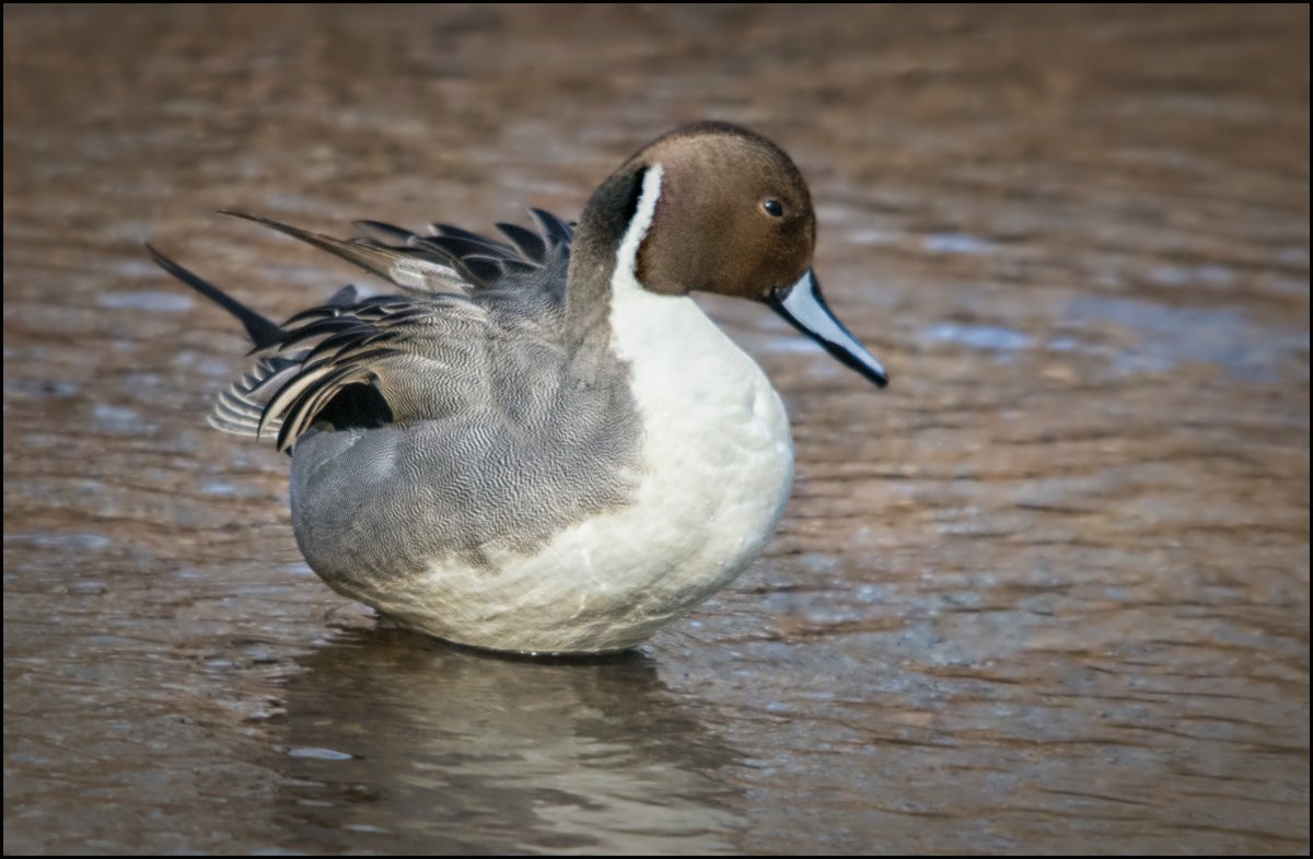 Чучела свиязи avian-x Topflight Eurasian Wigeon