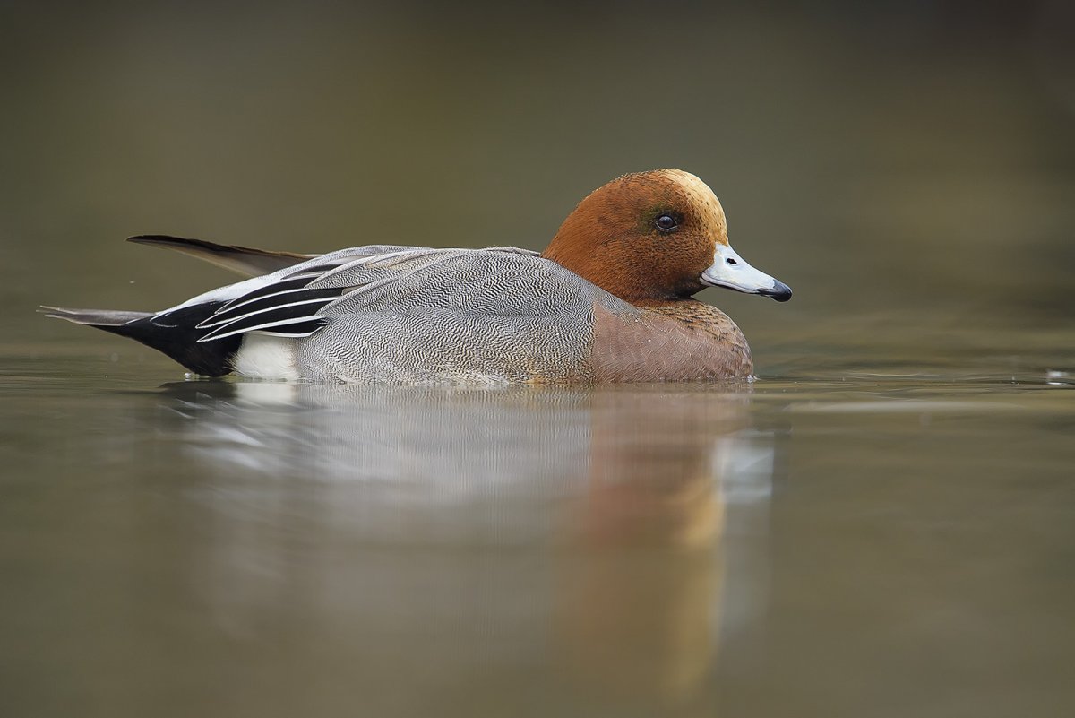 Утка свиязь самец
