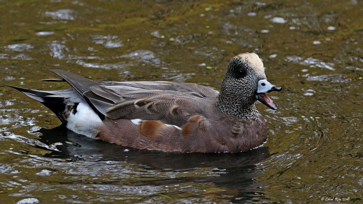 Американская свиязь утка