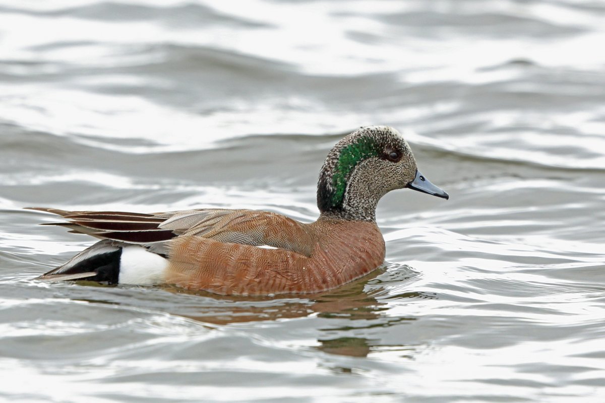 Американская свиязь