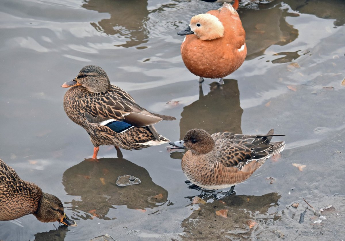 Гибрид кряквы и свиязи