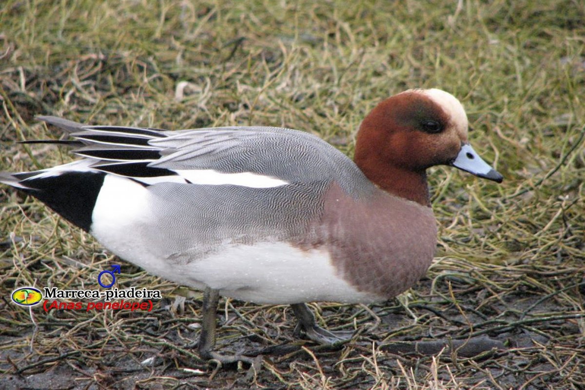 Дикие утки свиязь