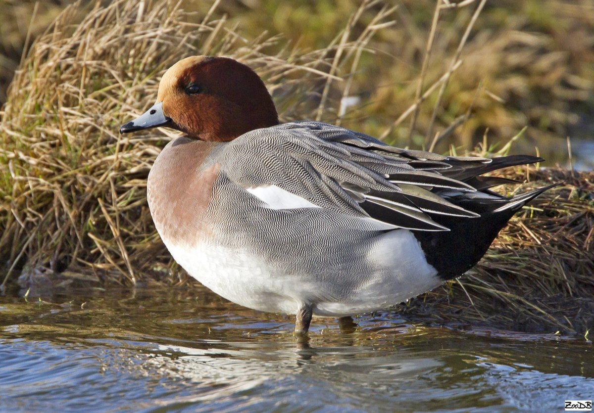 Свиязь утка