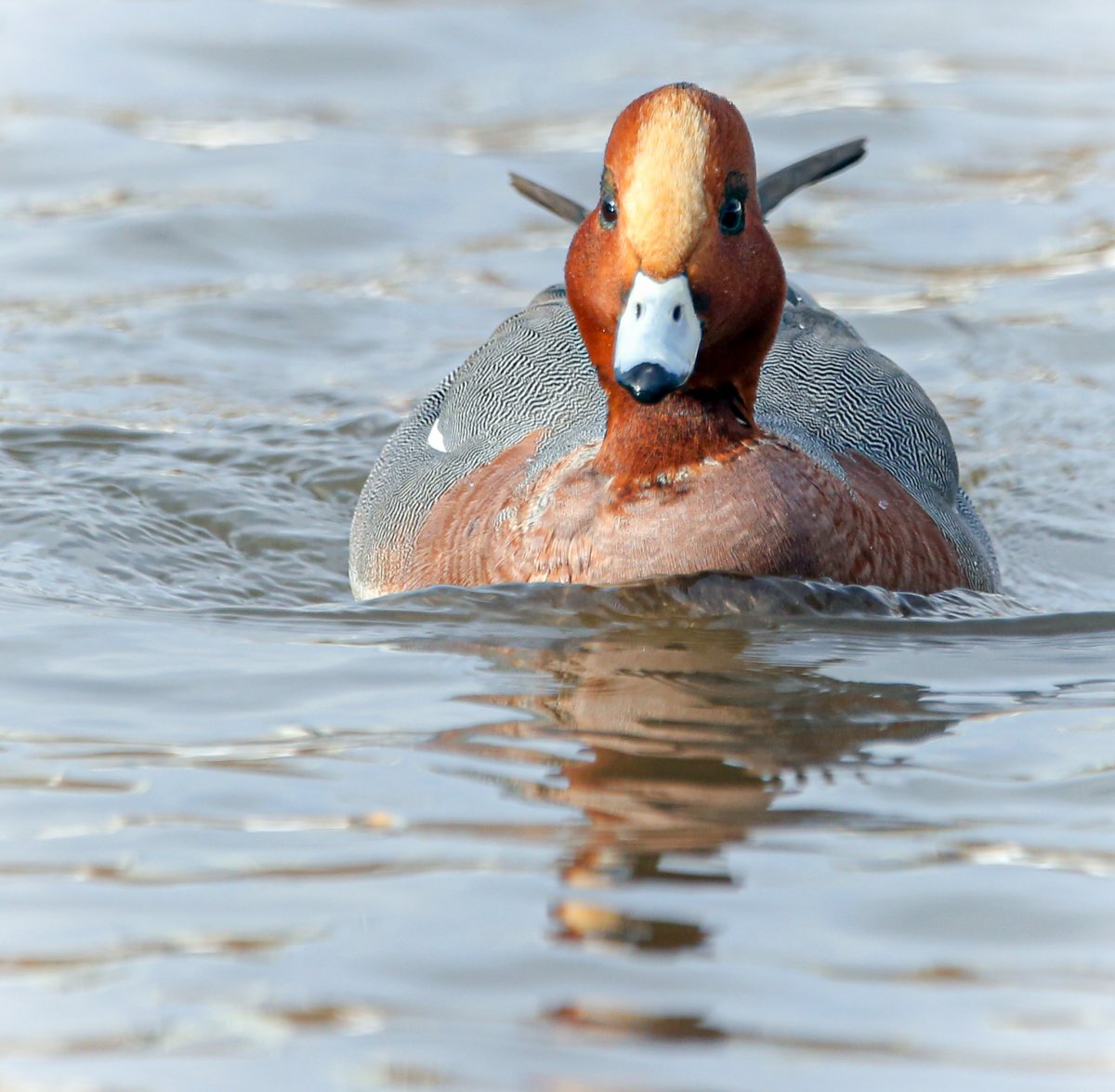 Американская свиязь