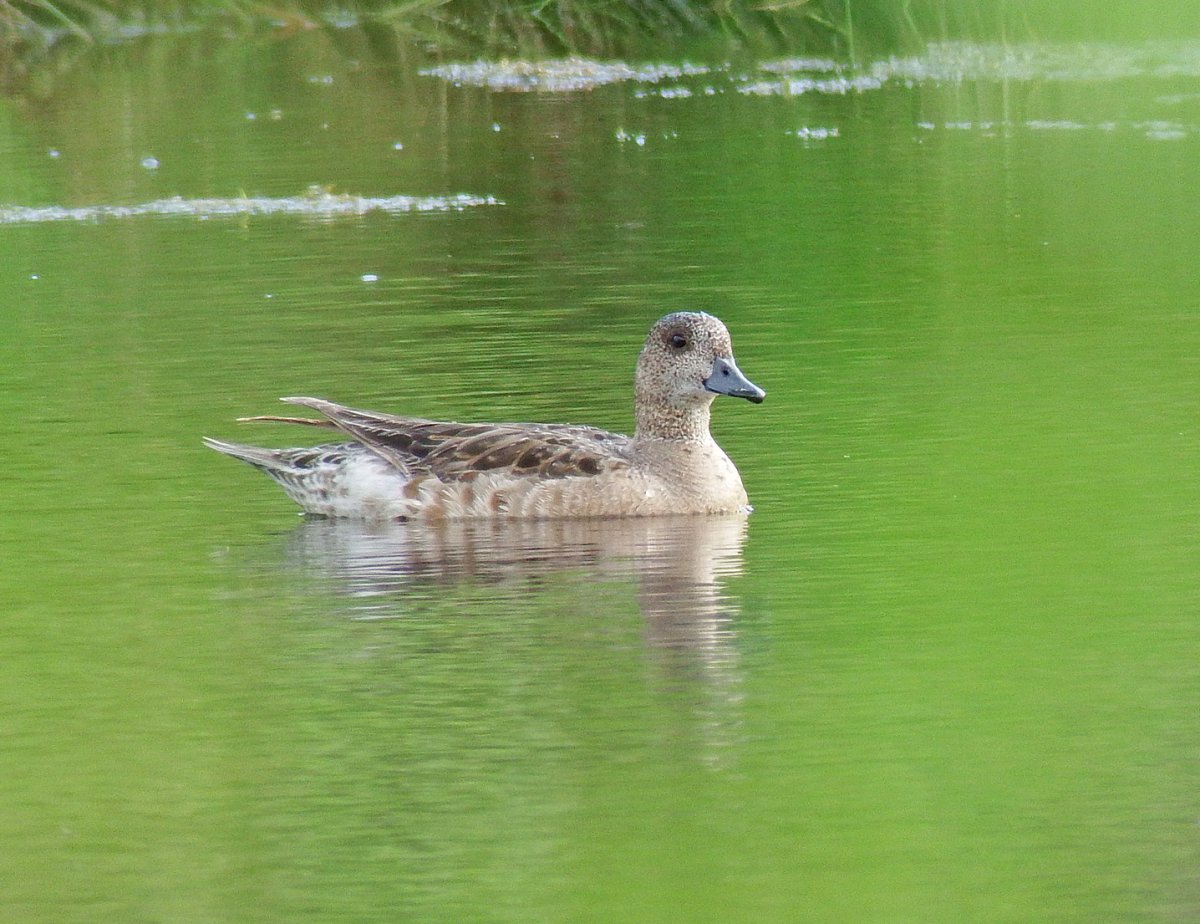 Гибрид кряквы и свиязи