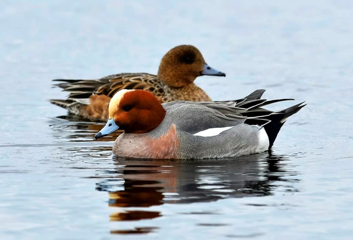 Свиязь красноголовый