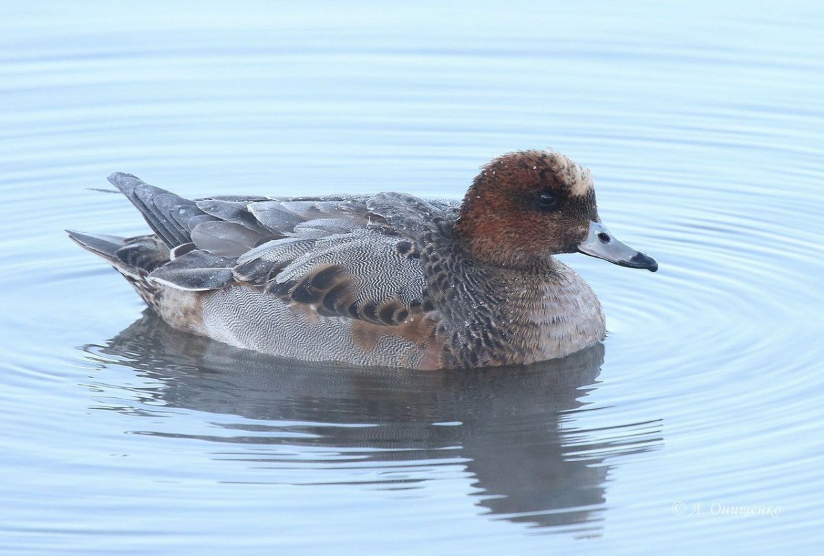 Чирок свиязь