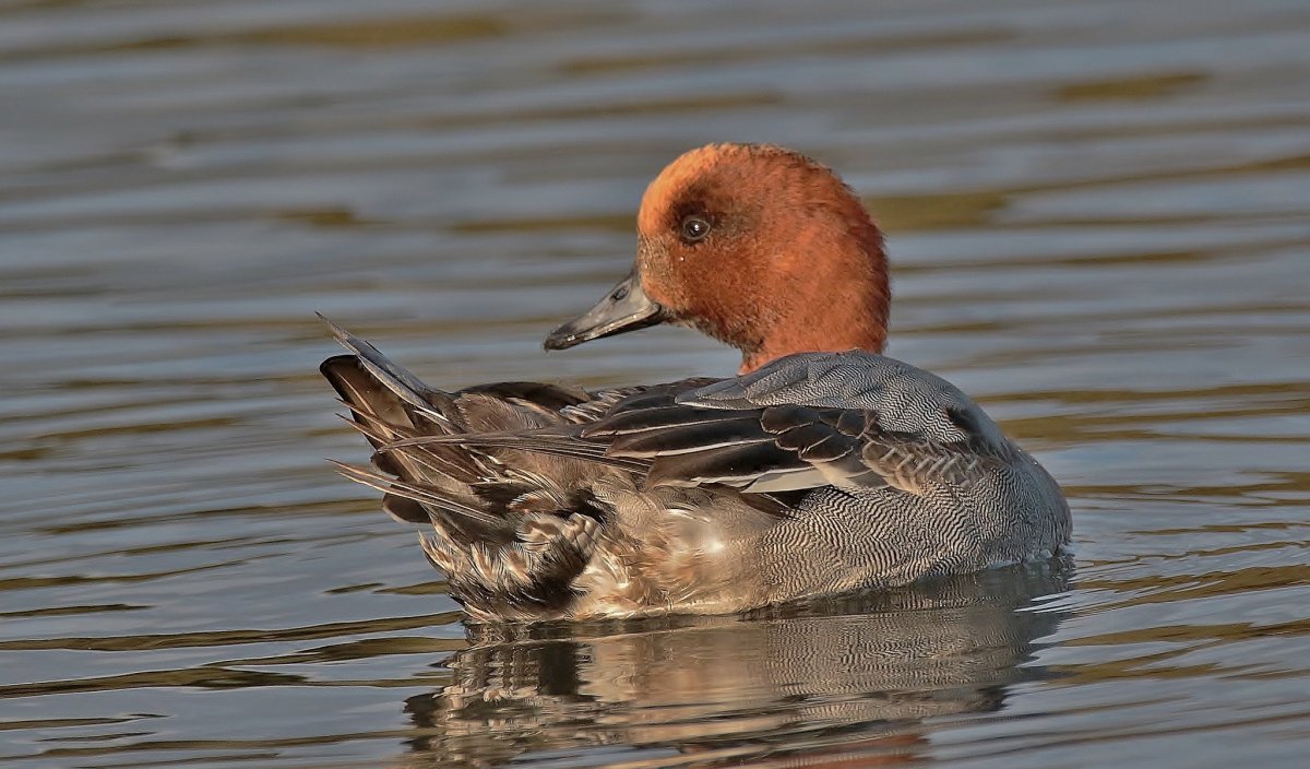 Амстердамская нелетающая свиязь