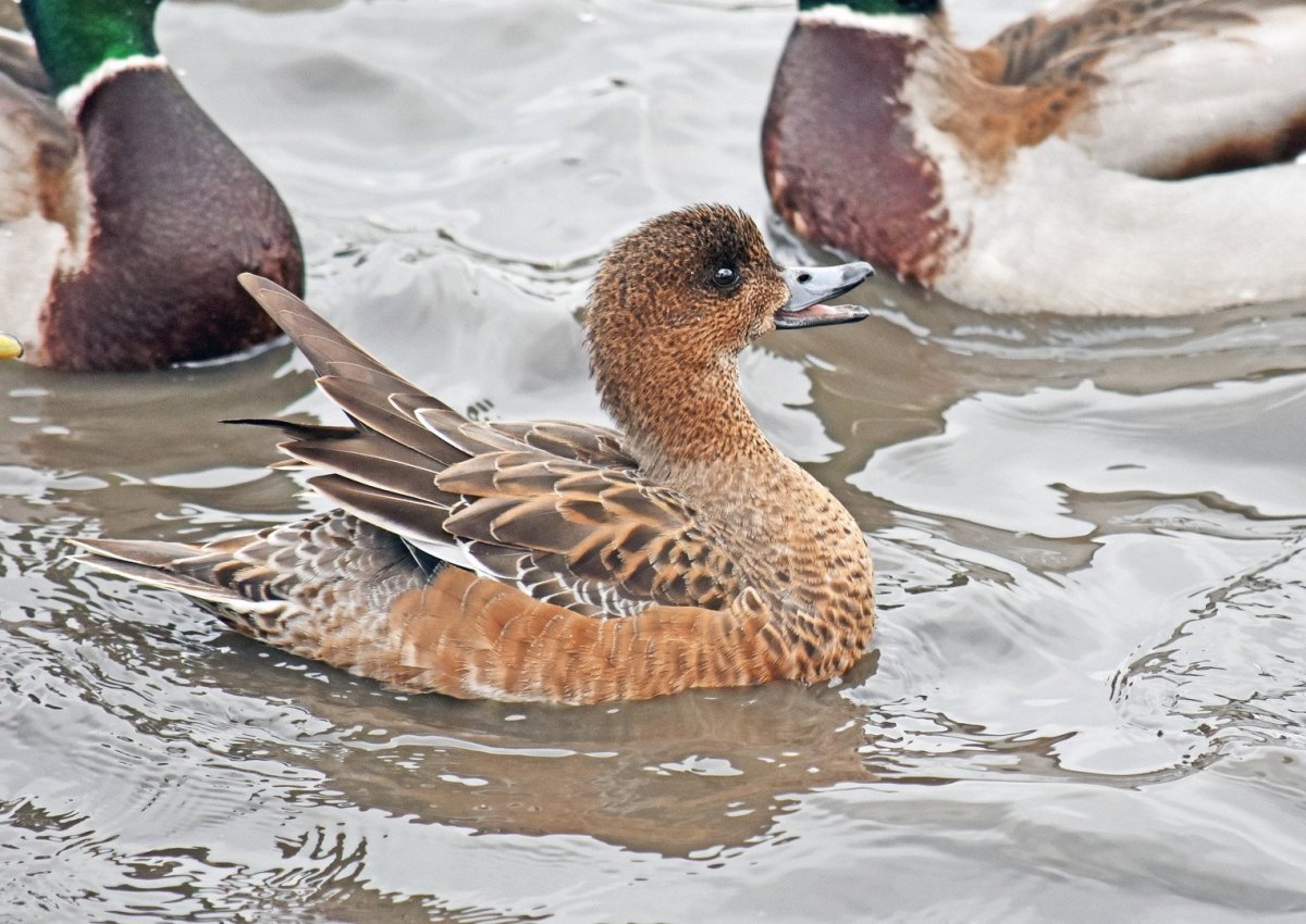 Свиязь Северная