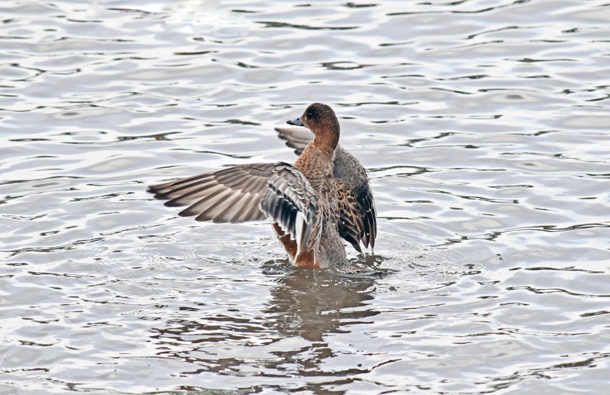 Серая утка с красным клювом свиязь