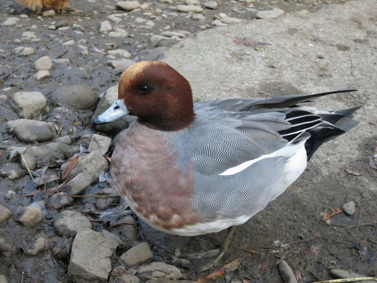 Американская свиязь утята